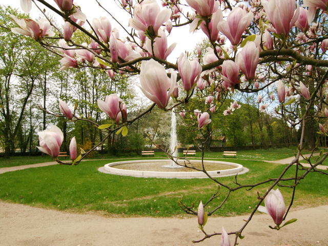 Springbrunnen mit Magnolienblüte im Schlosspark.