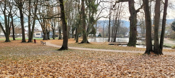 Beitragsbild Lindenallee im Herbst