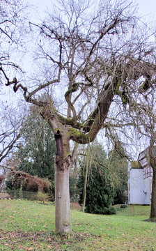 Beitragsbild - Traueresche